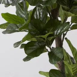 Fiddle Leaf Tree 190cm Decorative Plant