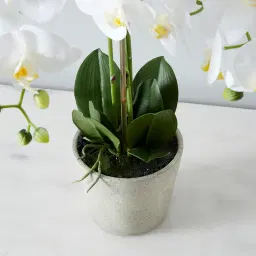 Phalaenopsis Decorative Plant 73cm - With Planter