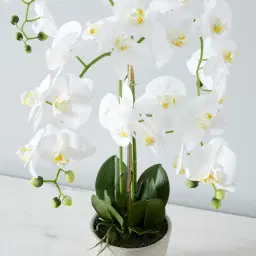 Phalaenopsis Decorative Plant 73cm - With Planter