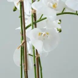 Phalaenopsis Decorative Plant 73cm - With Planter