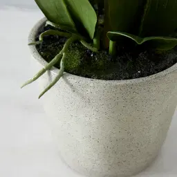 Phalaenopsis Decorative Plant 73cm - With Planter