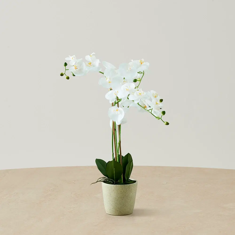 Phalaenopsis Decorative Plant 73cm - With Planter