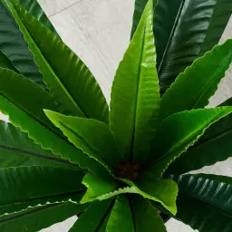 Birds Nest Fern Decorative Plant 55cm