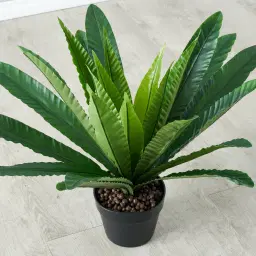 Birds Nest Fern Decorative Plant 55cm