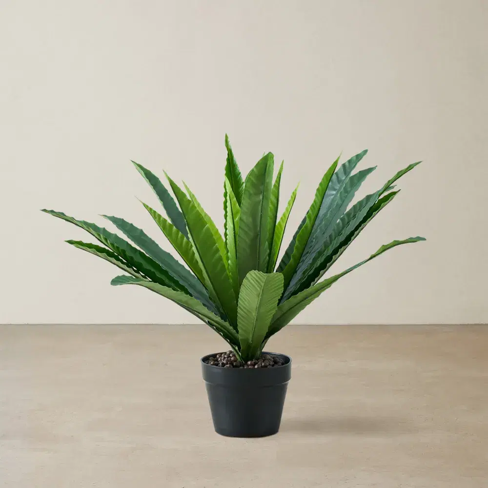 Birds Nest Fern Decorative Plant 55cm