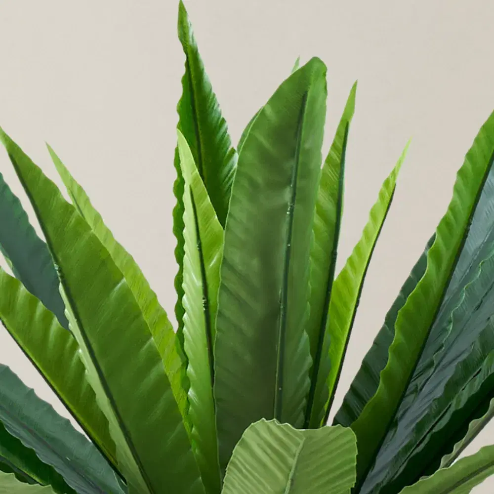Birds Nest Fern Decorative Plant 55cm