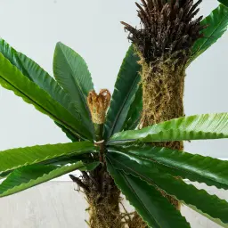 Birds Nest Fern Decorative Plant 120cm