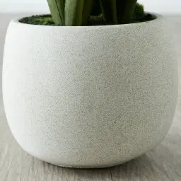 Phalaenopsis Decorative 64cm - With Planter 