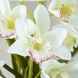 Phalaenopsis Decorative 64cm - With Planter 