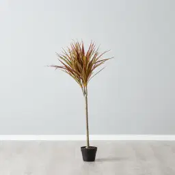 130cm Marginata Red Dracaena Decorative Plant With Pot