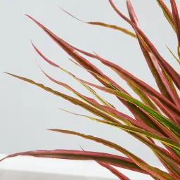 130cm Marginata Red Dracaena Decorative Plant With Pot