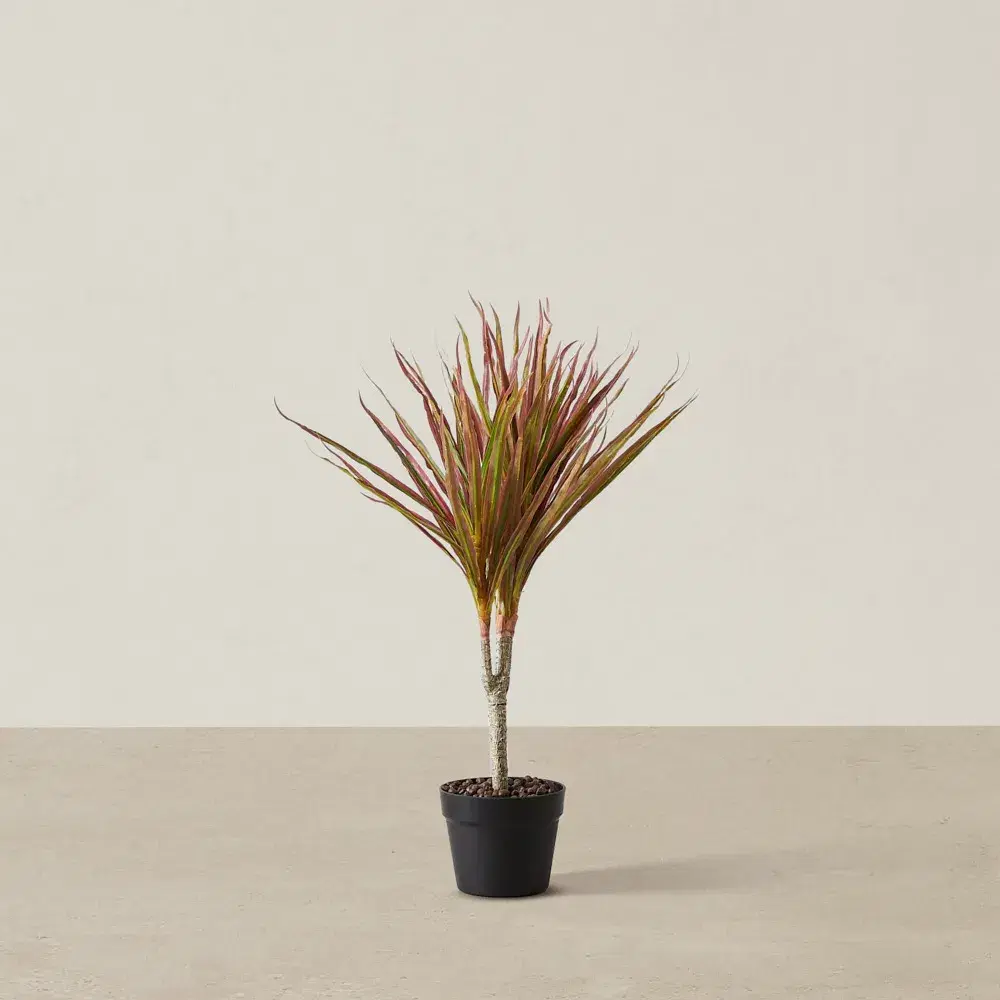 65cm Marginata Red Dracaena Decorative Plant With Pot