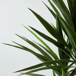 180cm Yucca Decorative Plant with Pot