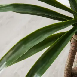 180cm Yucca Decorative Plant with Pot