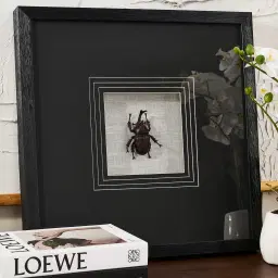 Lone Beetle Paper Shadow Box with Black Frame