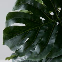 Monstera II 180cm Decorative Plant