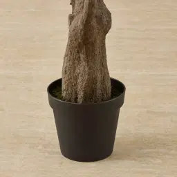 Olive Tree 250cm Decorative Plant