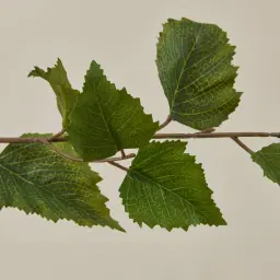 Birch Tree 180cm Decorative Plant