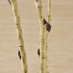 Birch Tree 210cm Decorative Plant