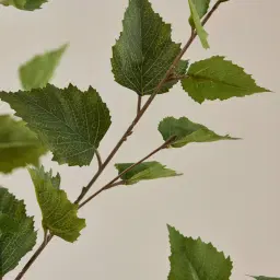 Birch Tree 210cm Decorative Plant