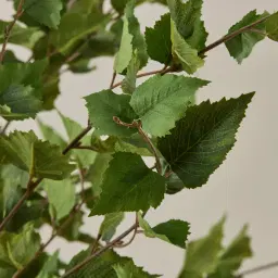 Birch Tree 240cm Decorative Plant