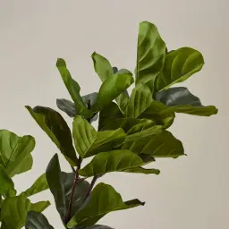 Fiddle Leaf Fig Tree 210cm Decorative Plant