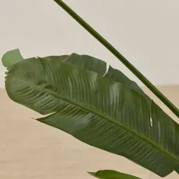 Banana Tree 210cm Decorative Plant
