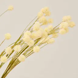 Cream Onion Fruit Stem - Set of 10