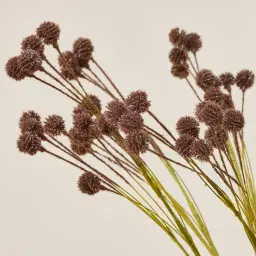 Brown Onion Fruit Stem - Set of 10
