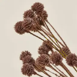 Brown Onion Fruit Stem - Set of 10