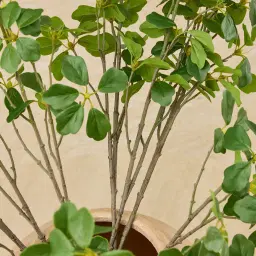 Fig Stem - Set of 10