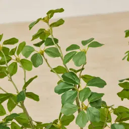 Fig Stem - Set of 10