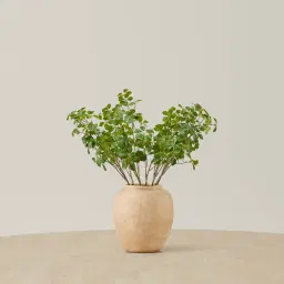 Fig Stem - Set of 10