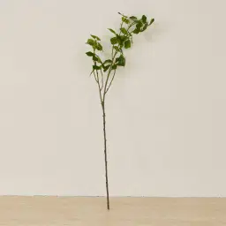Fig Stem - Set of 10