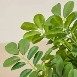 Cassia Seed Spray - Set of 10