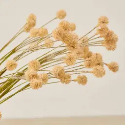 Tan Onion Fruit Stem - Set of 10