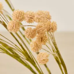 Tan Onion Fruit Stem - Set of 10