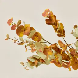 Eucalyptus Stem - Set of 10