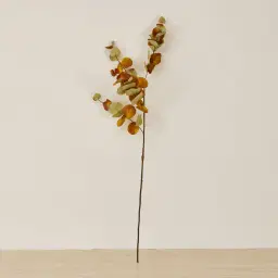 Eucalyptus Stem - Set of 10